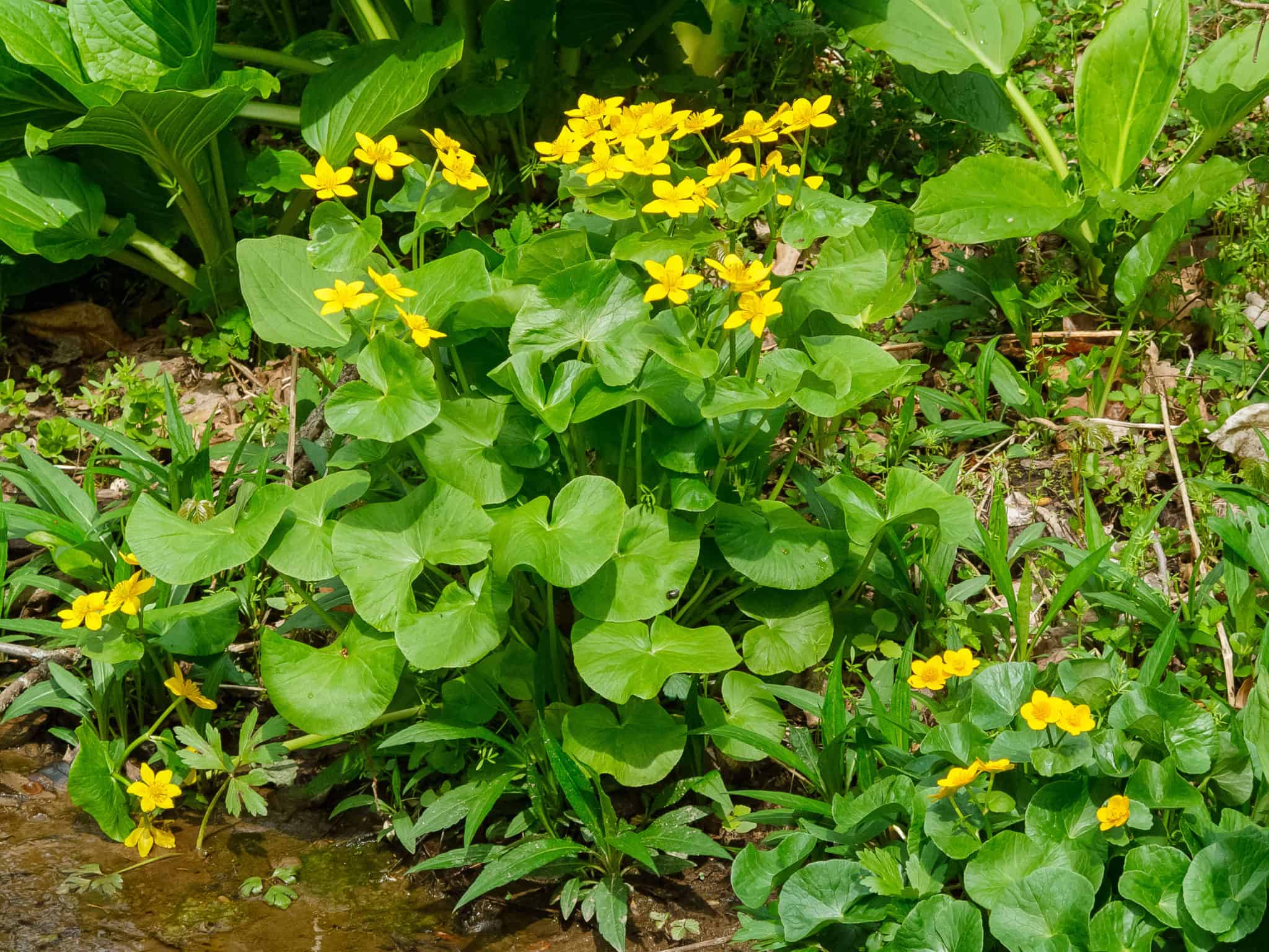 Marsh Marigold (Caltha palustris) Bowman's Hill Wildflower Preserve