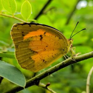 North American Butterfly Association (NABA) Butterfly Count 2025