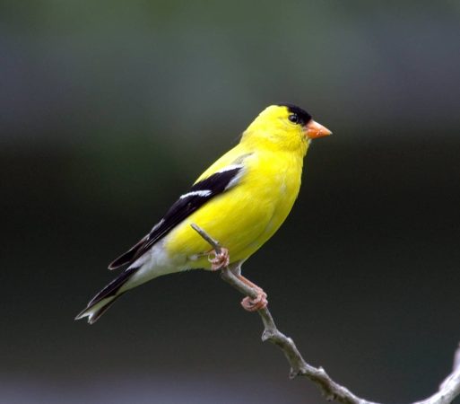 Yellow: American goldfinch (Spinus tristis)