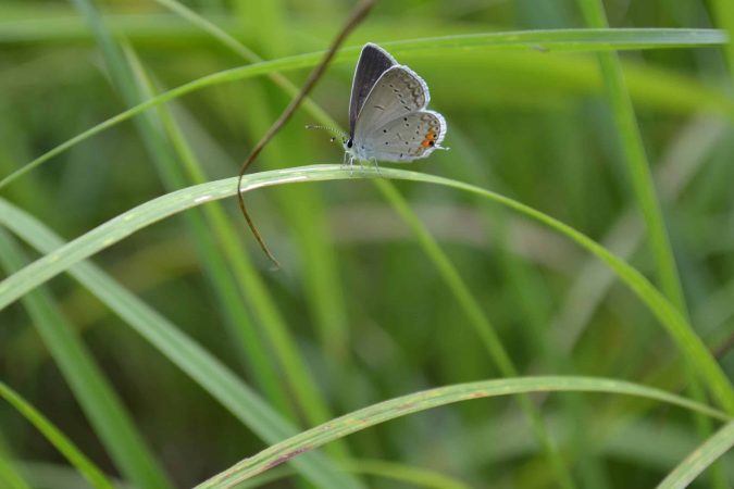 Light blue: Eastern Tailed Blue butterfly (Cupido comyntas)