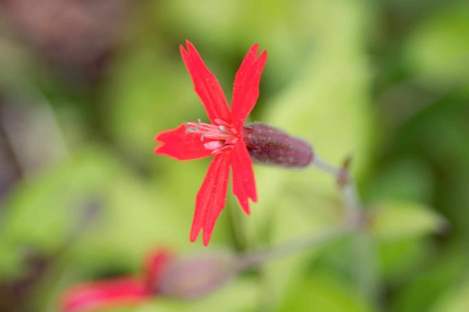 Red: fire-pink (Silene virginica)