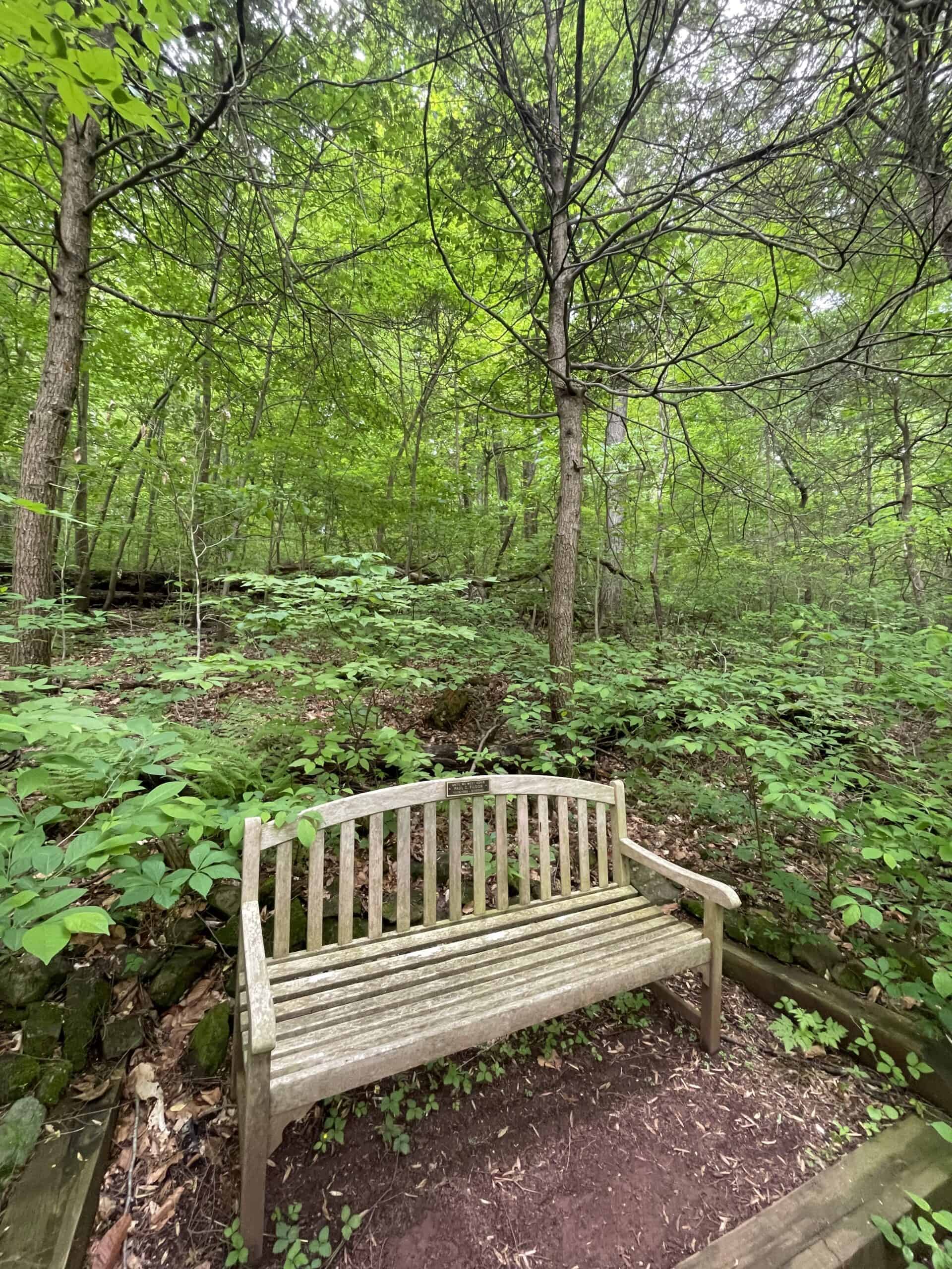 A wooden memorial bench along the sloping and fern-carpeted Evergreen Trail invites you to stop awhile and rest while you listen to the Pidcock Creek far below.