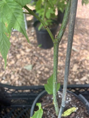 Green: striped maple (Acer pensylvanicum)