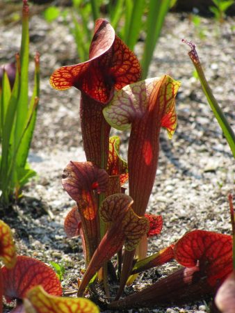 Purple: purple pitcher plant (Sarracenia purpurea)