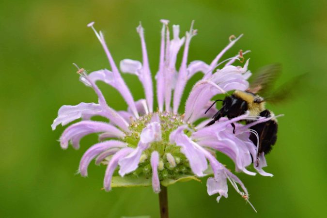 Black: bumblebee (Bombus sp.) 