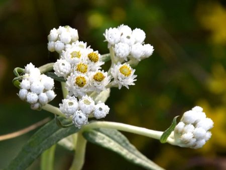White: pearly everlasting (Anaphalis margaritacea)