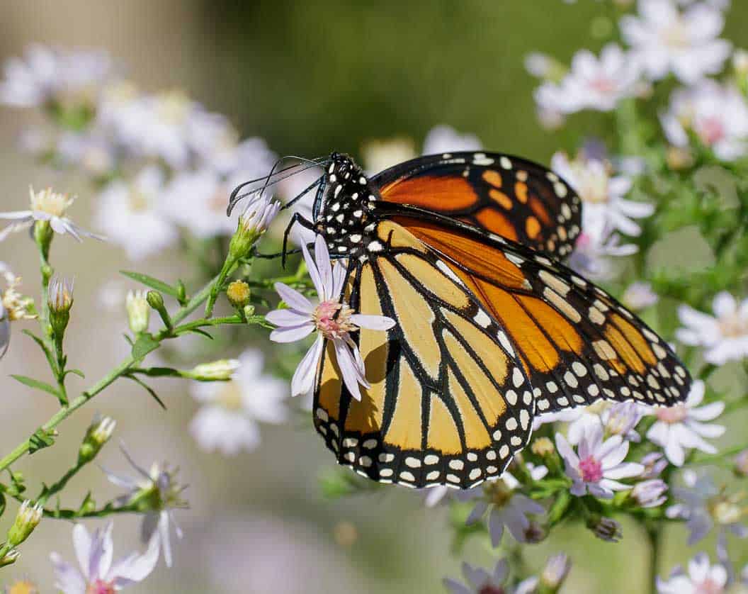 Photo by Mary Anne Borge