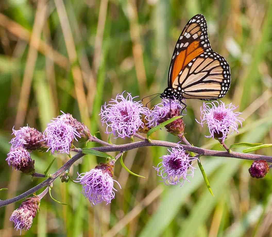 Monarch butterfly (Danaus plexippus) drinking from Northern blazing-star (Liatris scariosa). Photo by Mary Anne Borge.