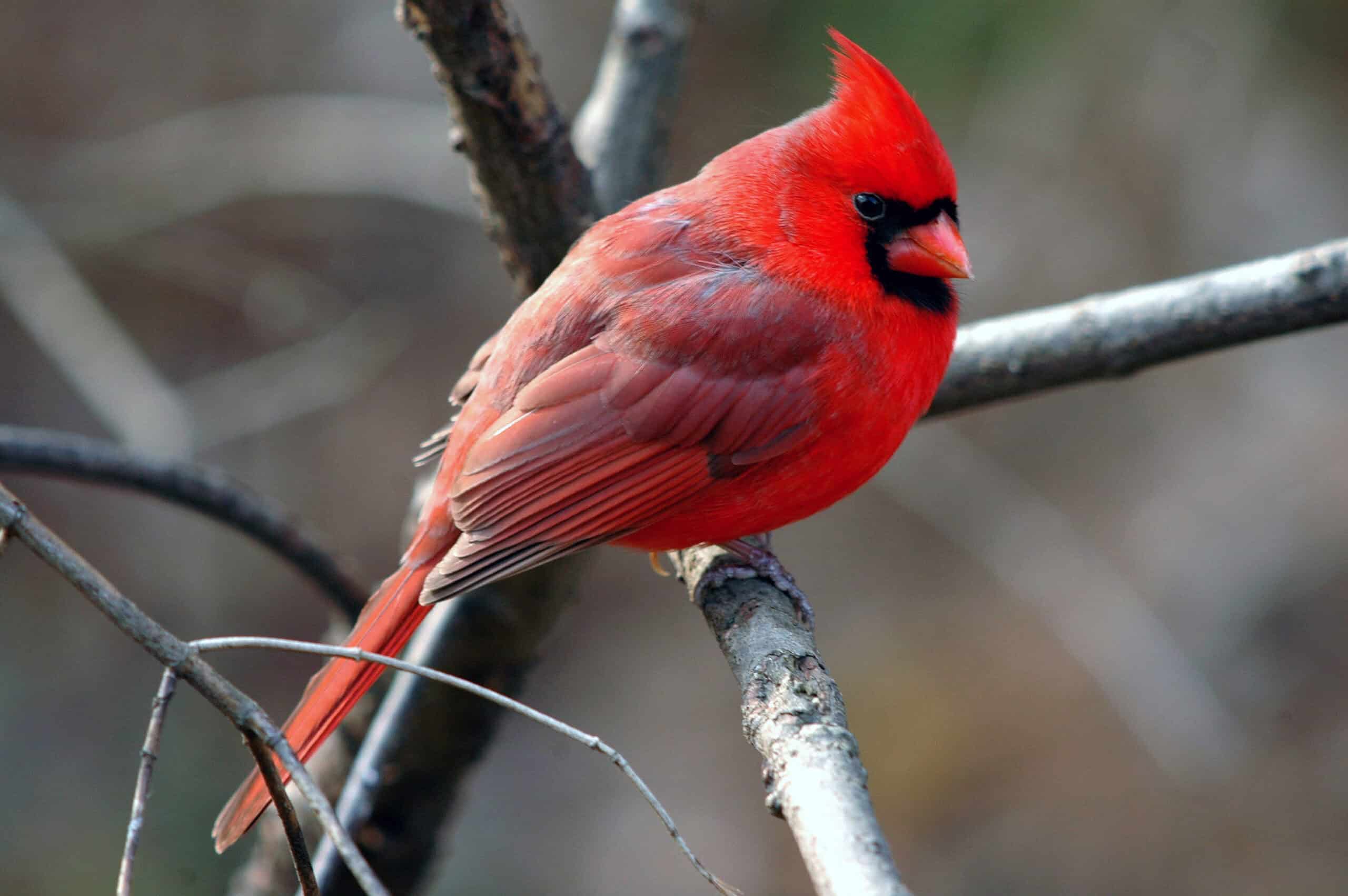 Northern cardinal (Cardinalis cardinalis)