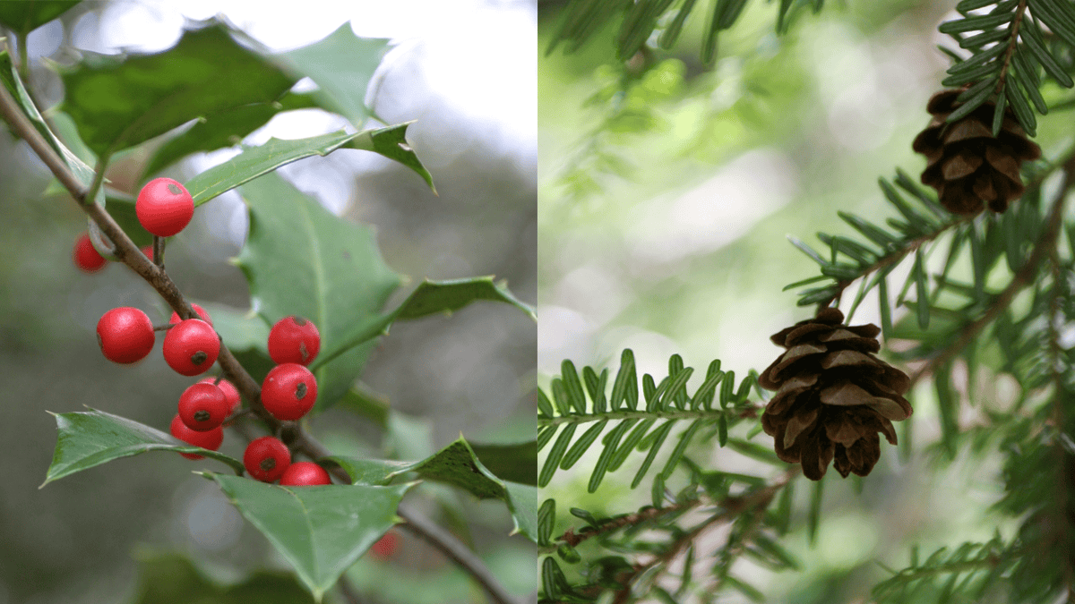 American holly (Ilex opaca) and Canada hemlock (Tsuga canadensis) are two of our native evergreen species. 