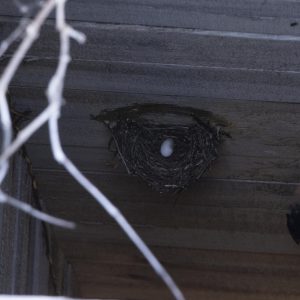 Your Friendly Neighborhood Chimney Bird with Stefan Karkuff (October 16, 2025)