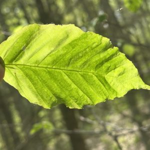Current status and research advances on beech leaf disease with Mihail Kantor, Ph.D. and Erika Consoli, Ph.D. (October 2, 2025)