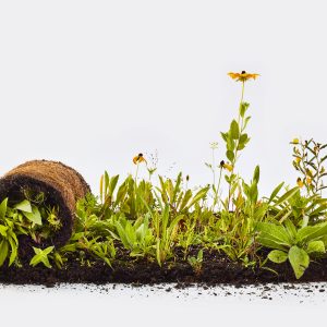 A New Way to Meadow with Claire Chambers (October 30, 2025)