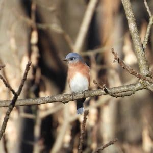 Beginner Birding and Bagels with Pam Newitt (March 14, 2026)