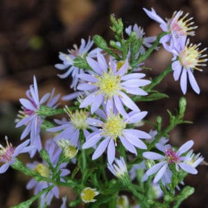 Blue Wood Aster (Symphyotrichum cordifolium) Photo: Mary Anne Borge